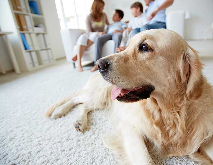 pet-fireplace-dog